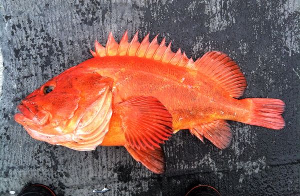 Rockfish from Japan supplied by Tsuda Sengyo - Prickly Redfish (=Thelenota Ananas=Pineapple Sea Cucumber=oloturia ananas=Tripang=Prickly Skin Cucumber=Giant Sea Cucumber) Frozen Rockfish