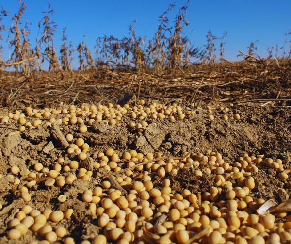 Soybean from 러시아 supplied by Prograin - Golden Yellow 대두