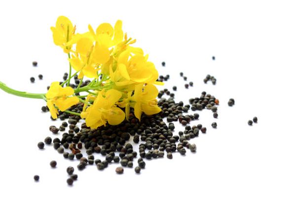 Rapeseed from Russia supplied by IP Shevtsov Vladislav Alexandrovich - Whole Canola Seed & Rapeseed