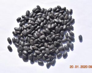 Black Beans from Ethiopia supplied by EDAO International Trading - Whole Black Bean