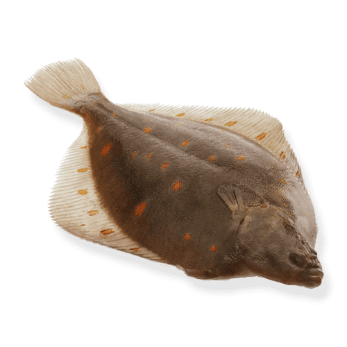 North Sea Plaice from Netherlands supplied by Isola Fish - With Bone Frozen Plaice