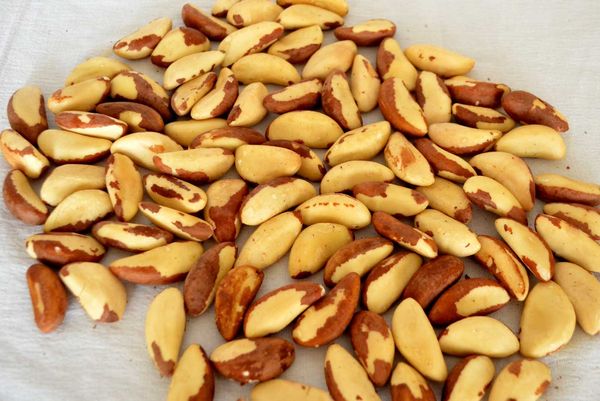 Whole shelled Amazonian chestnut from Brazil supplied by AGRICOLAS Y FORESTALES S.A.C. - In-Shell Raw Chestnut