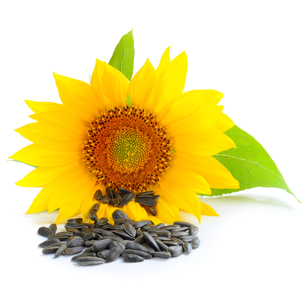 Sunflower Seed from 체코 supplied by AgroZZN - Whole 해바라기 씨