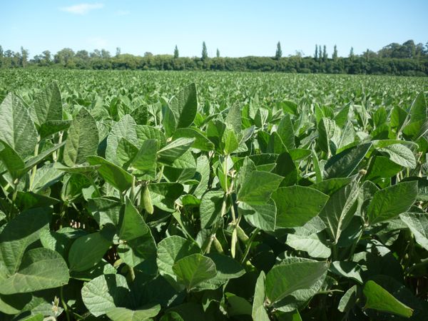 Peas from 아르헨티나 supplied by MSU S.A. - Raw (=Natural) 말린 일반 콩
