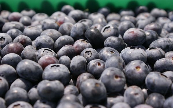 Blueberry from Peru supplied by Inversiones Acepal E.I.R.L. - Lowbush (=Vaccinium angustifolium=Wild Blueberries) Fresh Blueberry