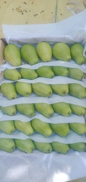 Guava from 파키스탄 supplied by F.A. International - Carton Box (=Cardboard Box) 신선 구아바