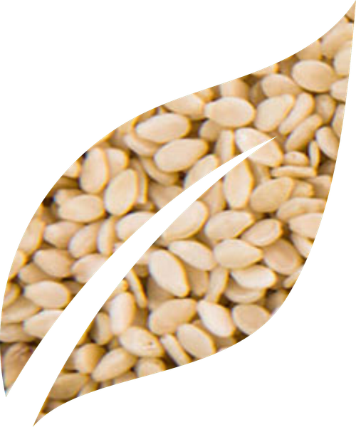 NATURAL SESAME from 인도 supplied by M.Lakhamsi & Co. - White 참깨