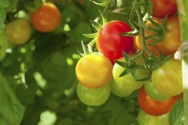 Tomato from 미국 supplied by Maglio Companies - 클래식 라운드 토마토 신선 토마토