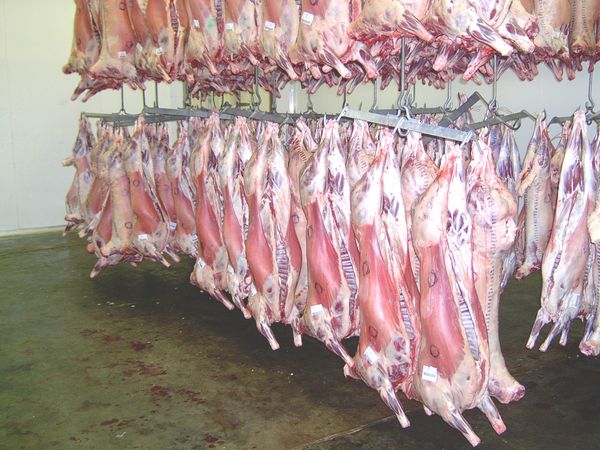 Lamb from 남아프리카공화국 supplied by KLK Landbou Limited - Without Head (= Headless) 양고기