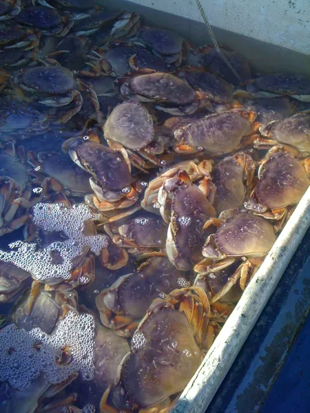 Dungeness Crab from United States supplied by Quinault Pride Seafood - Dungeness Crab (=Metacarcinus magister=Cancer magister=Dungeness Rock Crab) Fresh Crab