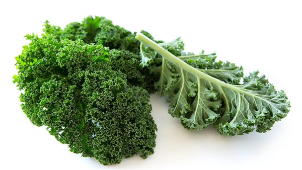 kale from 스페인 supplied by Emmett Murcia Agricultura, S.L. - Leaf 케일