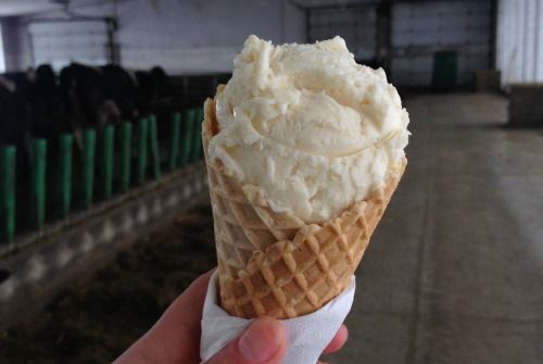 Mapleton's Ice Cream from Canada supplied by Mapleton's Organic Dairy - Ice Cream