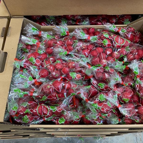Young Red Beets from 러시아 supplied by SSSPK Kubanskoe Pole - Individually Wrapped (=IW) 신선 비트
