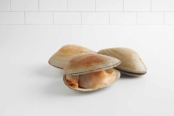 Clams from 미국 supplied by Surfside Products LLC - Whole (=In Shell=Unshucked) 냉동 조개