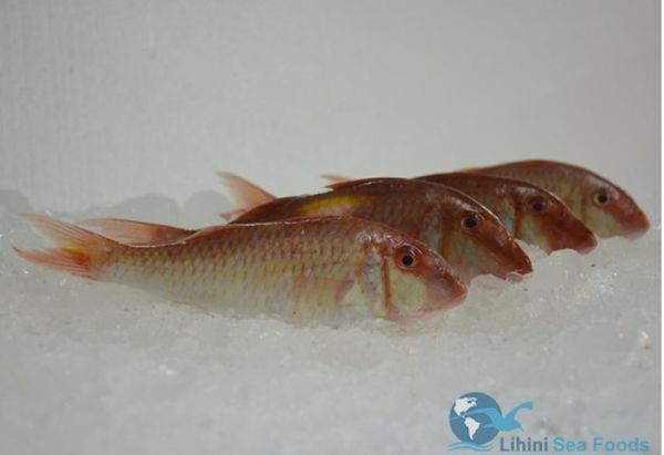 Red Mullet from Sri Lanka supplied by Lihini Seafoods (Pvt) Ltd - Red Mullet (=Striped Goatfish=Mullus barbatus) Fresh Mullet