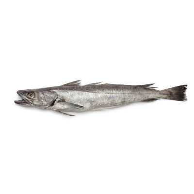 Frozen Hake from 아르헨티나 supplied by Compañía Italo Uruguaya de Pesca S.A. - Fillet 냉동 헤이크