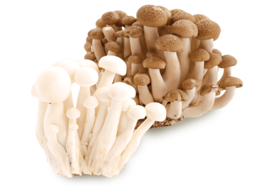 Shimeji Mushroom from 이스라엘 supplied by Tekoa Farm - White Beech Mushroom (=Bunapi Shimeji=Hypsizygus tessellatus) 시메지버섯