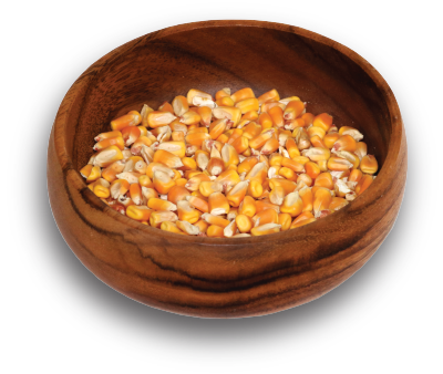 Corn from Canada supplied by Ottawa Valley Grain Products - Yellow Maize (Corn)