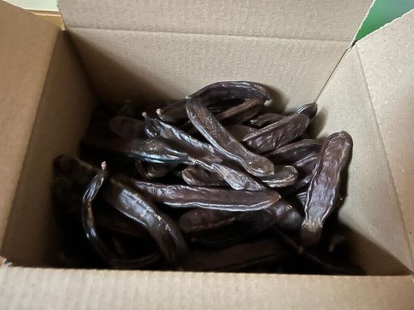 Pods Carob Caroube from 남아프리카공화국 supplied by International Broker Company Sarlau - As per customer's request 캐러브
