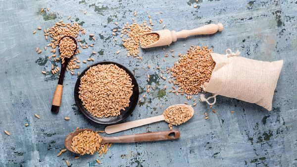 Wheat from Czechia supplied by ZP Otice - For Food Wheat