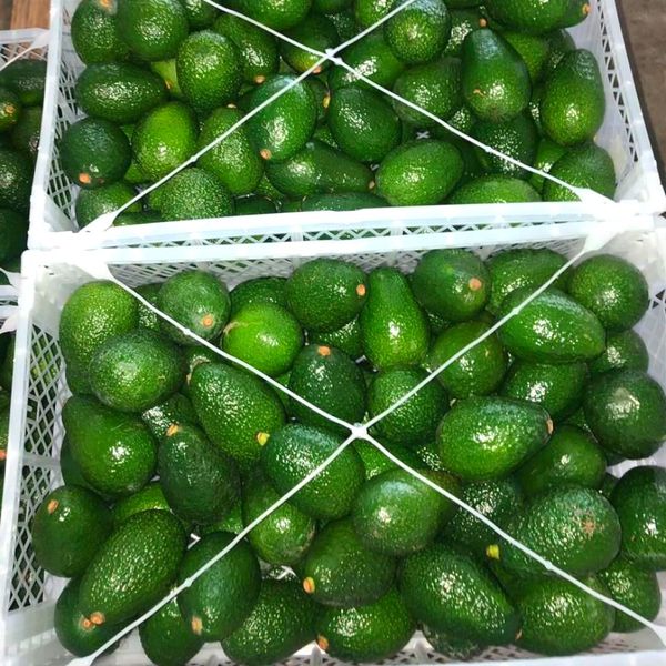 Avocados from 페루 supplied by Peruvian Fresh Products - Hass 신선 아보카도