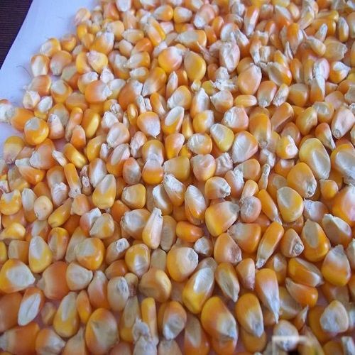 Yellow corn from 남아프리카공화국 supplied by ROMAR TRADE PTY LTD - Whole 옥수수 씨