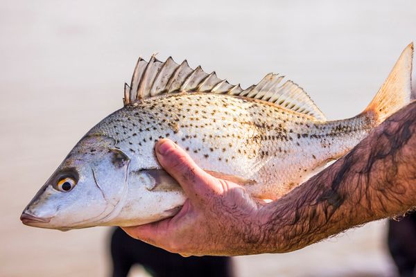 Spotted Tilapia from South Africa supplied by Zini Fish Farms - Spotted tilapia (=Pelmatolapia mariae =Spotted Mangrove Cichlid =Black Mangrove Cichlid) Frozen Tilapia
