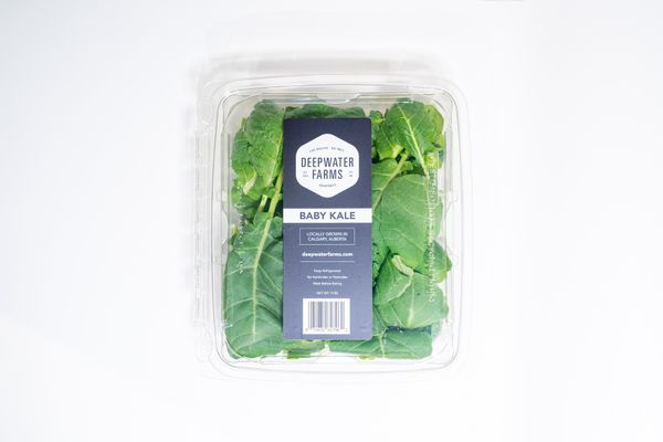 Fresh Kale from Canada supplied by Deepwater Farms - For Food Kale