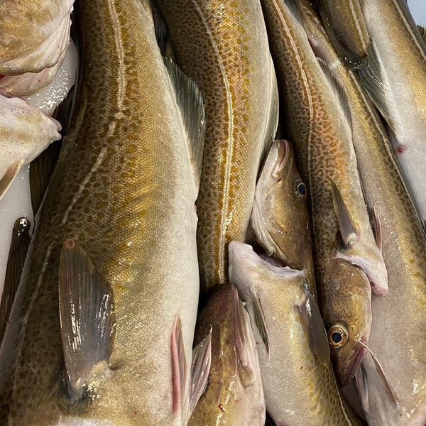 Fresh Cod from Norway supplied by ARCTIC CATCH AS - Skinless (=Without Skin) Frozen Cod