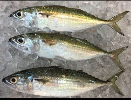 Mackerel from Malaysia supplied by C H Seah Fishery Trading - Whole (=In The Round) Frozen Mackerel