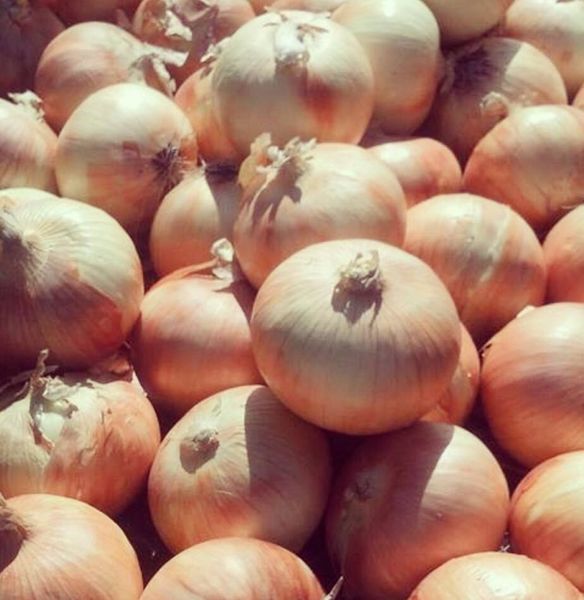 Fresh Yellow Onions from 미국 supplied by Morada Produce - PP Bags 신선 양파