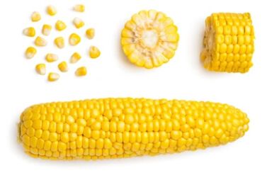 Corn for Seed from Moldova supplied by Rauțel SA - Sweet Corn - Earlibird Maize (Corn) Seed