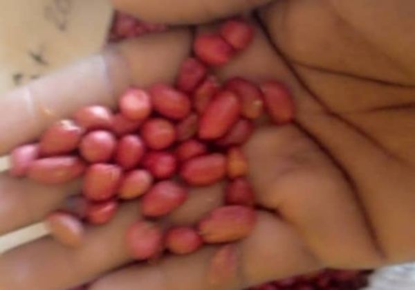 Peanut from 니제르 supplied by 2SM-TOGO.SARL - Spanish (=Red Skin) 땅콩 알맹이