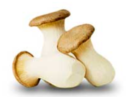 Mushroom from Spain supplied by Olmo Mazcuñán, S.l. - Wild Caught Other Fresh Mushrooms