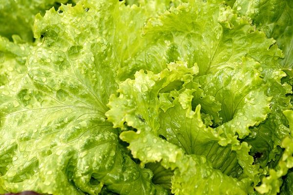 Mixed Lettuce from 남아프리카공화국 supplied by Cherene Organics - Leaf 신선 상추