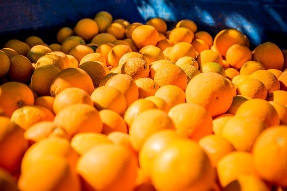 Mandarin from 남아프리카공화국 supplied by New Vision Fruit - Fresh (=Chilled) 기타 신선 감귤류