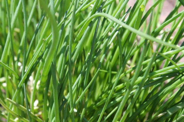 Chives from 독일 supplied by Herrmann Herbs - Fresh (=Chilled) 쪽파