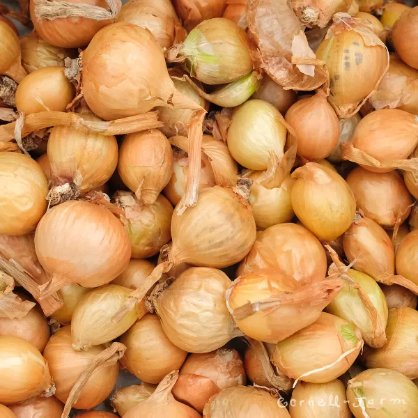 Shallots from 벨기에 supplied by Coosemans Import Export - Fresh (=Chilled) 샬롯