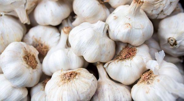 fresh garlic from 미국 supplied by THE GARLIC COMPANY - Cloves 신선 마늘