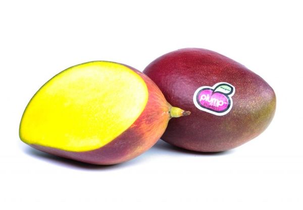 Mango from 포르투갈 supplied by LUIS VICENTE - 붉은빛 신선 망고