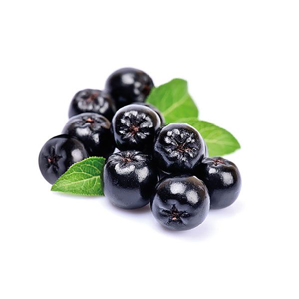chokeberry from 우크라이나 supplied by GP Agro LLC - Carton Box (=Cardboard Box) 아로니아