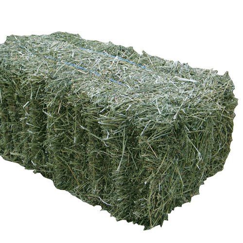 Alfalfa from Sudan supplied by Abnai company - For Feed Alfalfa