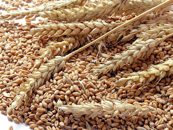 Wheat from 우루과이 supplied by Agropick S.A. - Whole 소맥