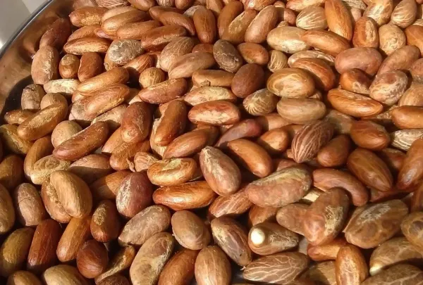Bitter kola (Garcinia Kola) from 나이지리아 supplied by BENAUG FARMS LTD - Medium 콜라너트