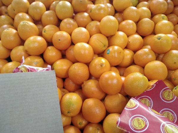 oranges from Egypt supplied by Green Field for export agri products - Yellow Fresh Orange