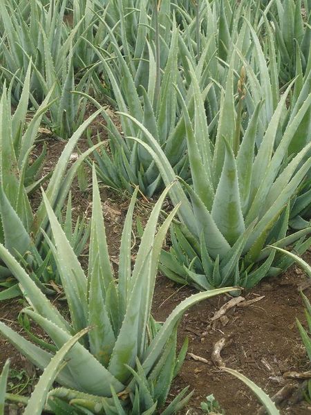 Aloe Vera Seedlings from 케냐 supplied by Noble Course Enterprise - First Quality - Mature 알로에베라