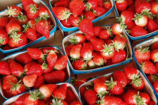 Strawberry from 프랑스 supplied by SCEA LE MARAICHER DE L' ECO DOMAINE DE VAILHAUQUES - Red 신선 딸기