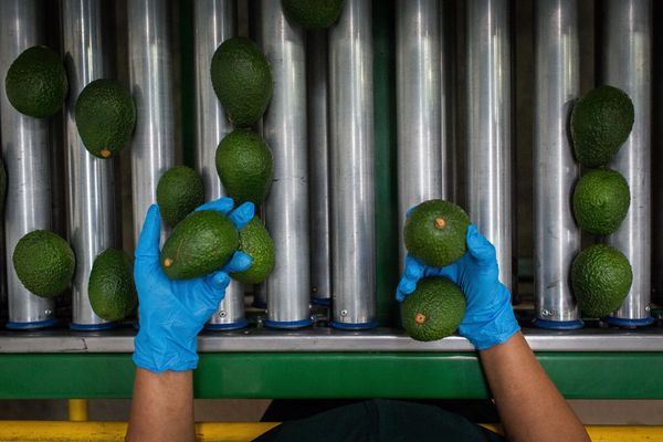 Hass Avocado from 에콰도르 supplied by TropiVeggieFruit S.A.S. - Fresh (=Chilled) 신선 아보카도