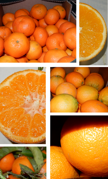 Orange from 프랑스 supplied by Le Gros BIO - 주황색 신선 오렌지