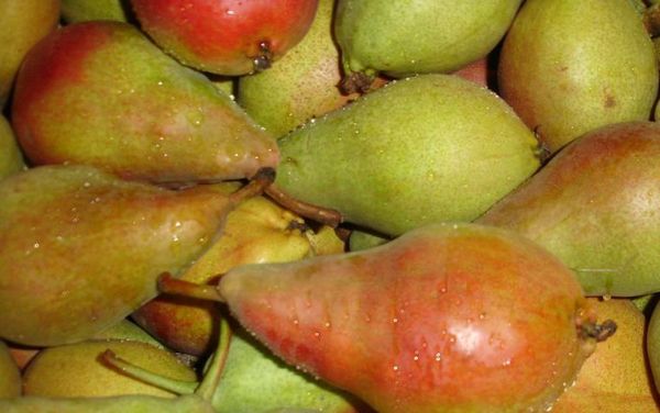 Pear from Spain supplied by Frutas Bean SA - Limonera Fresh Pear